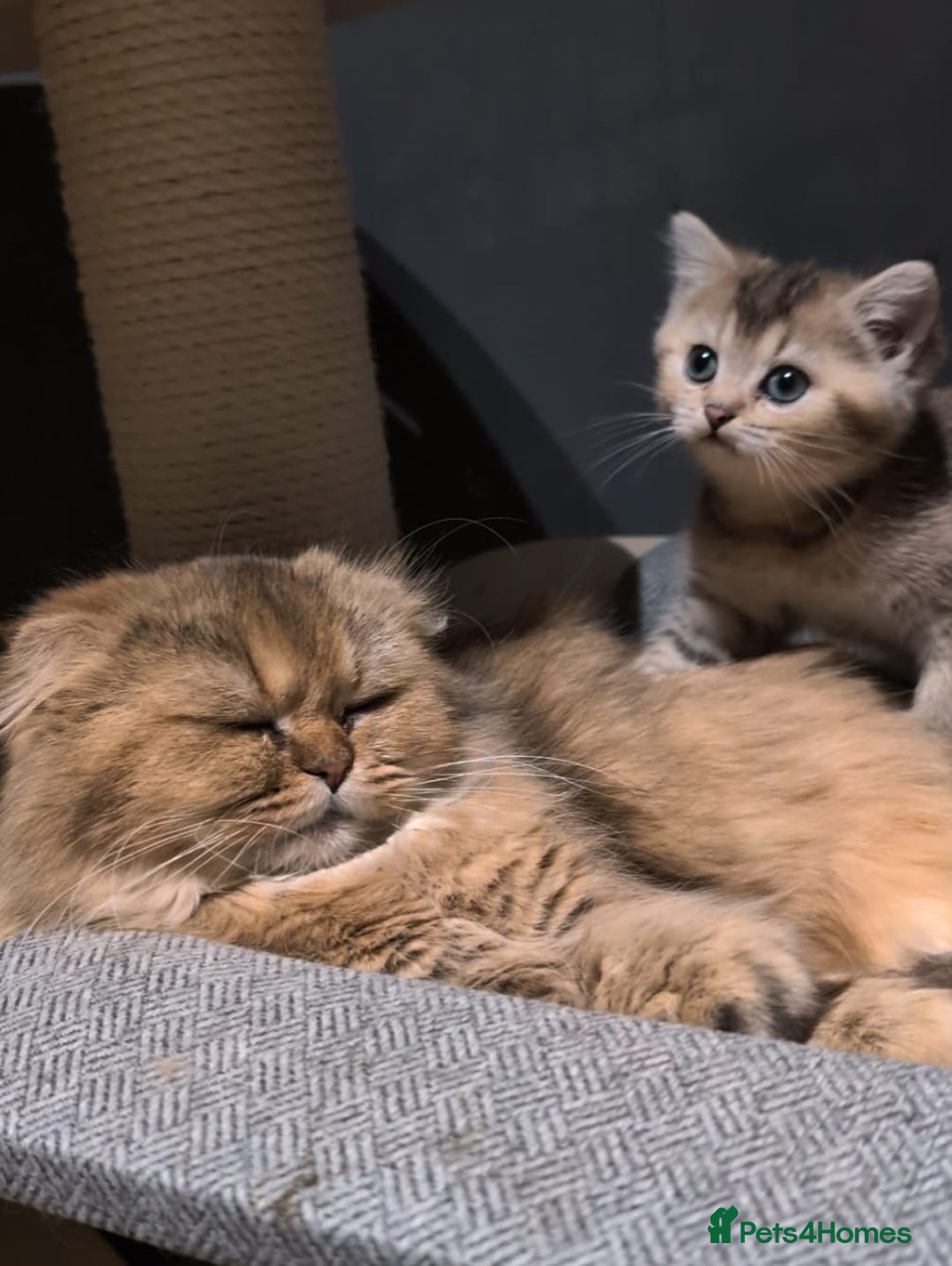 Scottish Fold cats for sale: 💙🩷LAST 2 SCOTTISH KITTENS ✅️TICA reg - Image 28