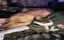 Domestic Shorthair cats for sale: Male cat - Image 10