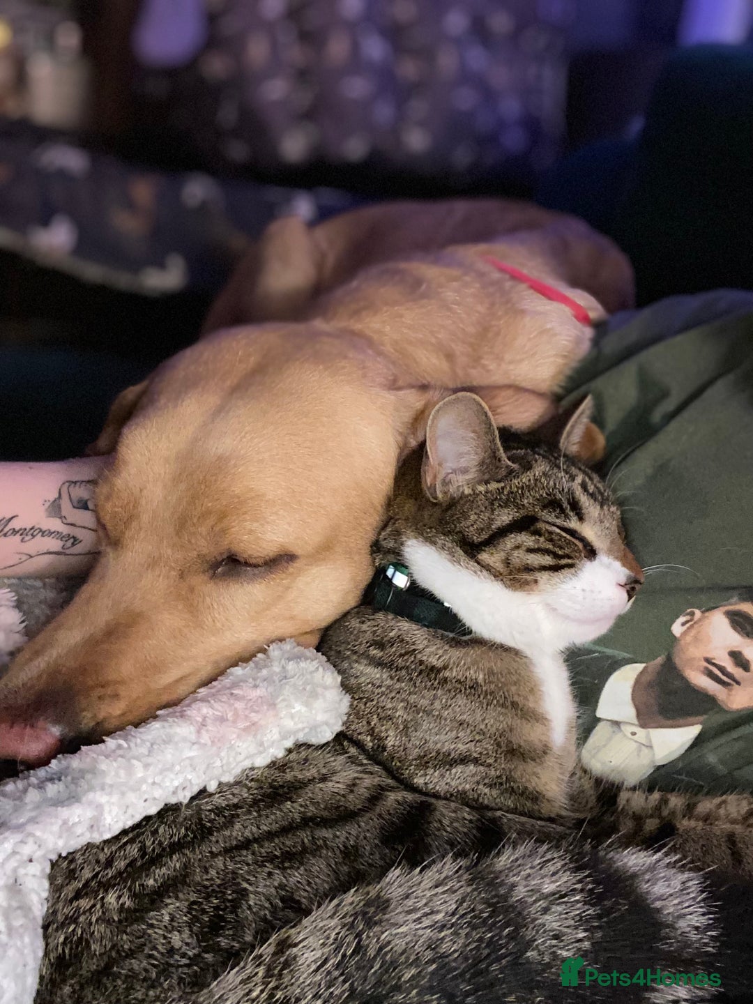 Domestic Shorthair cats for sale: Male cat - Image 10