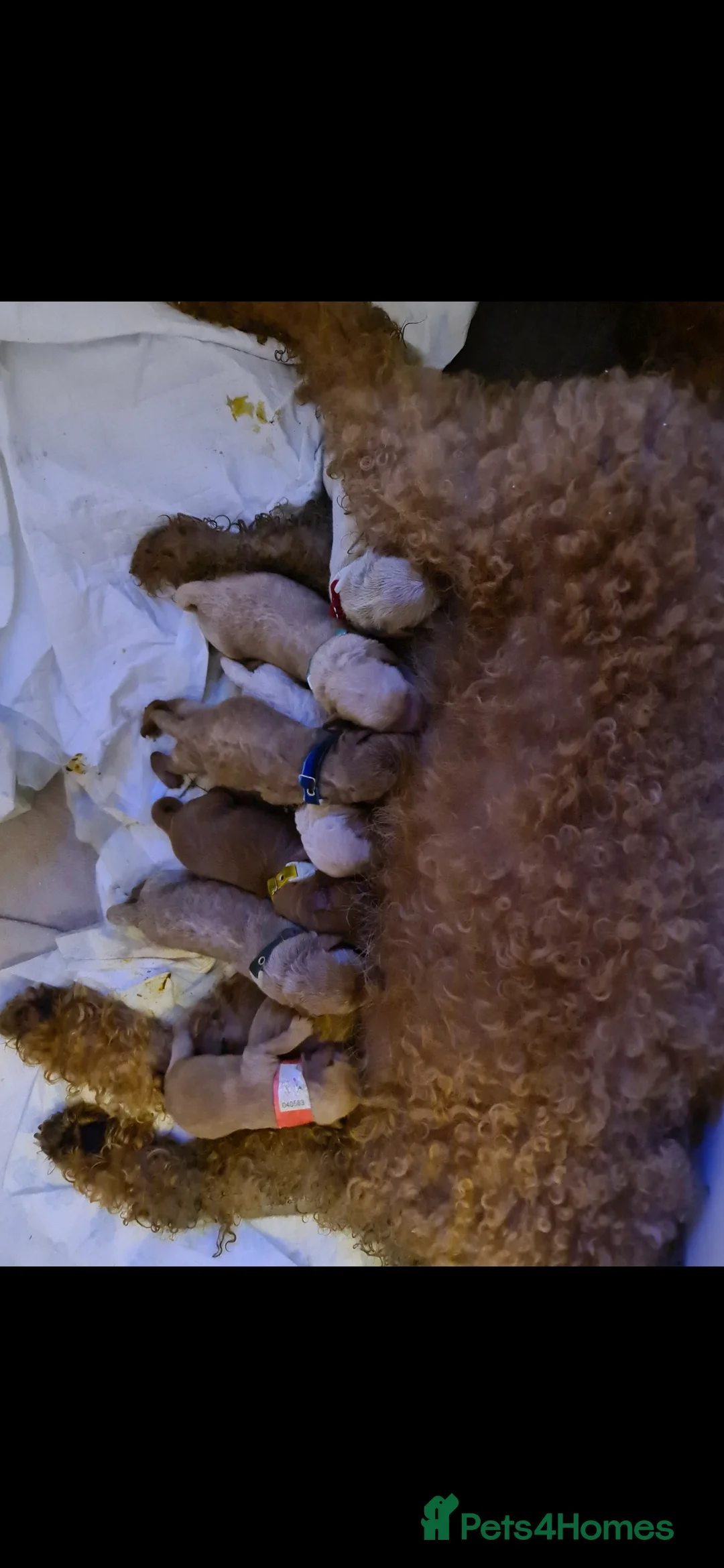 Labradoodle dogs for stud: Bailey the stud  in Glasgow - Advert 30