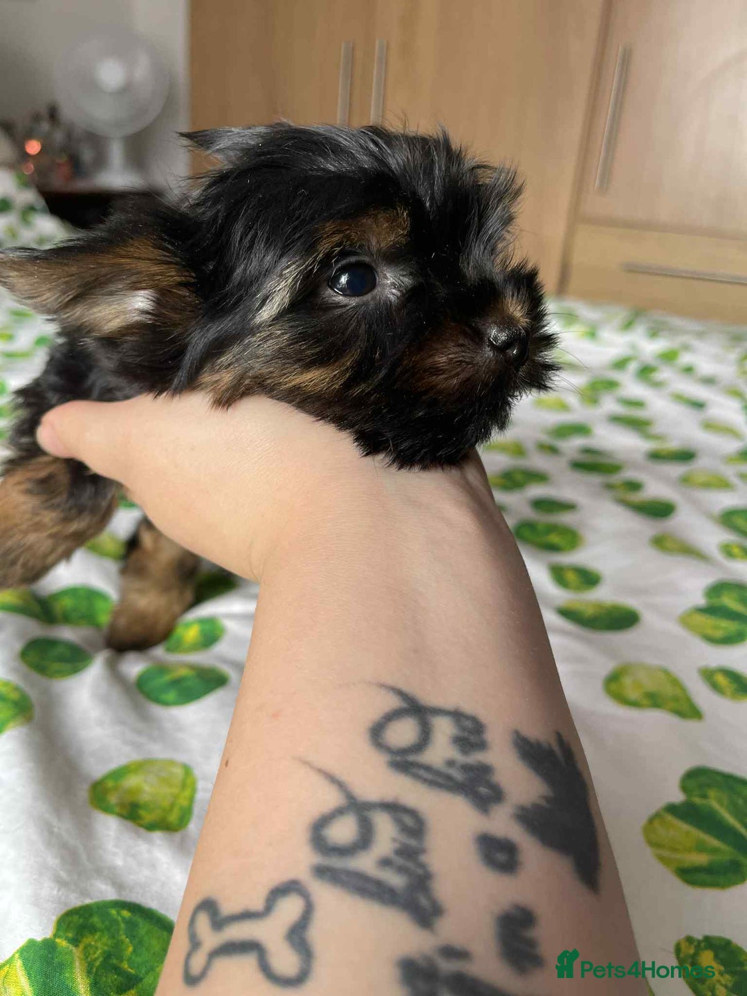Yorkshire Terrier dogs for sale: 6 lovely Yorkshire puppies  - Image 12
