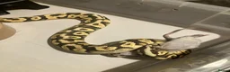 Python Snake reptiles for sale: Mixed Ball Python Sale - Advert 9