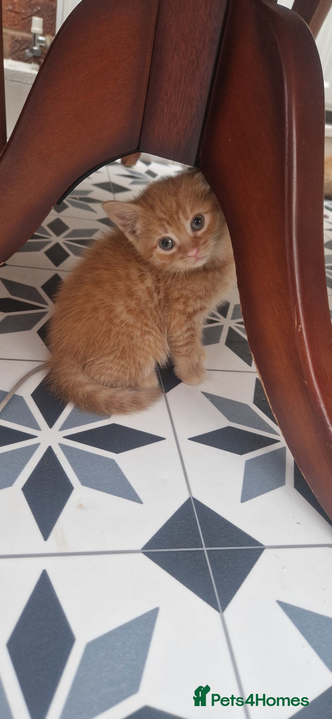 Mixed Breed cats for sale: 5 little kittens(2 calico girls +3 ginger males)  - Advert 3