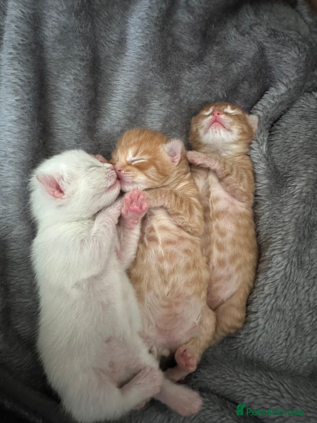 Maine Coon cats for sale: Ginger tiger striped fluffy maincoon mix.  - Image 1