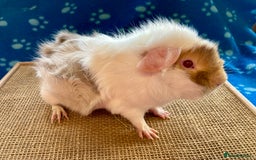 Guinea Pig rodents for sale: Beautiful baby boar Guinea pigs  - Image 1