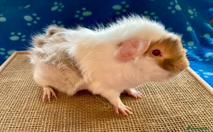 Guinea Pig rodents - Advert 4