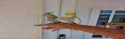Cockatiels birds for sale: Super Silly hand tamed baby cockatiel - Advert 11
