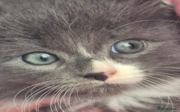 Mixed Breed cats for sale: Beautiful fluffy kittens - Image 8