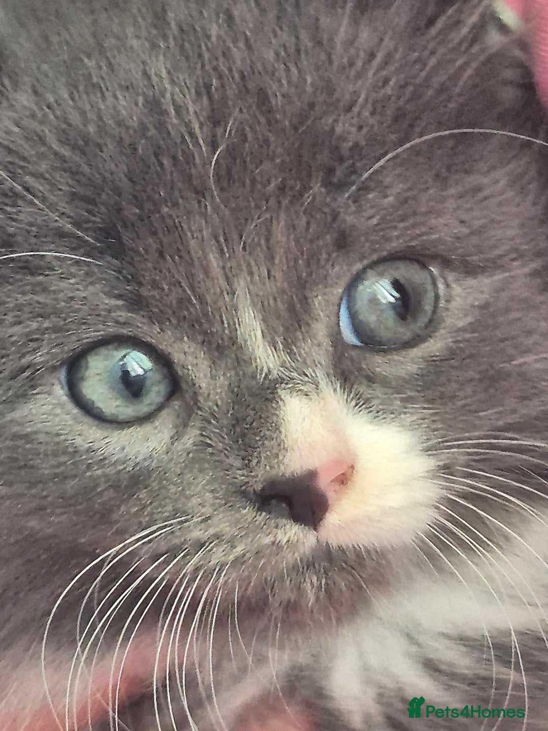 Mixed Breed cats for sale: Beautiful fluffy kittens - Image 8