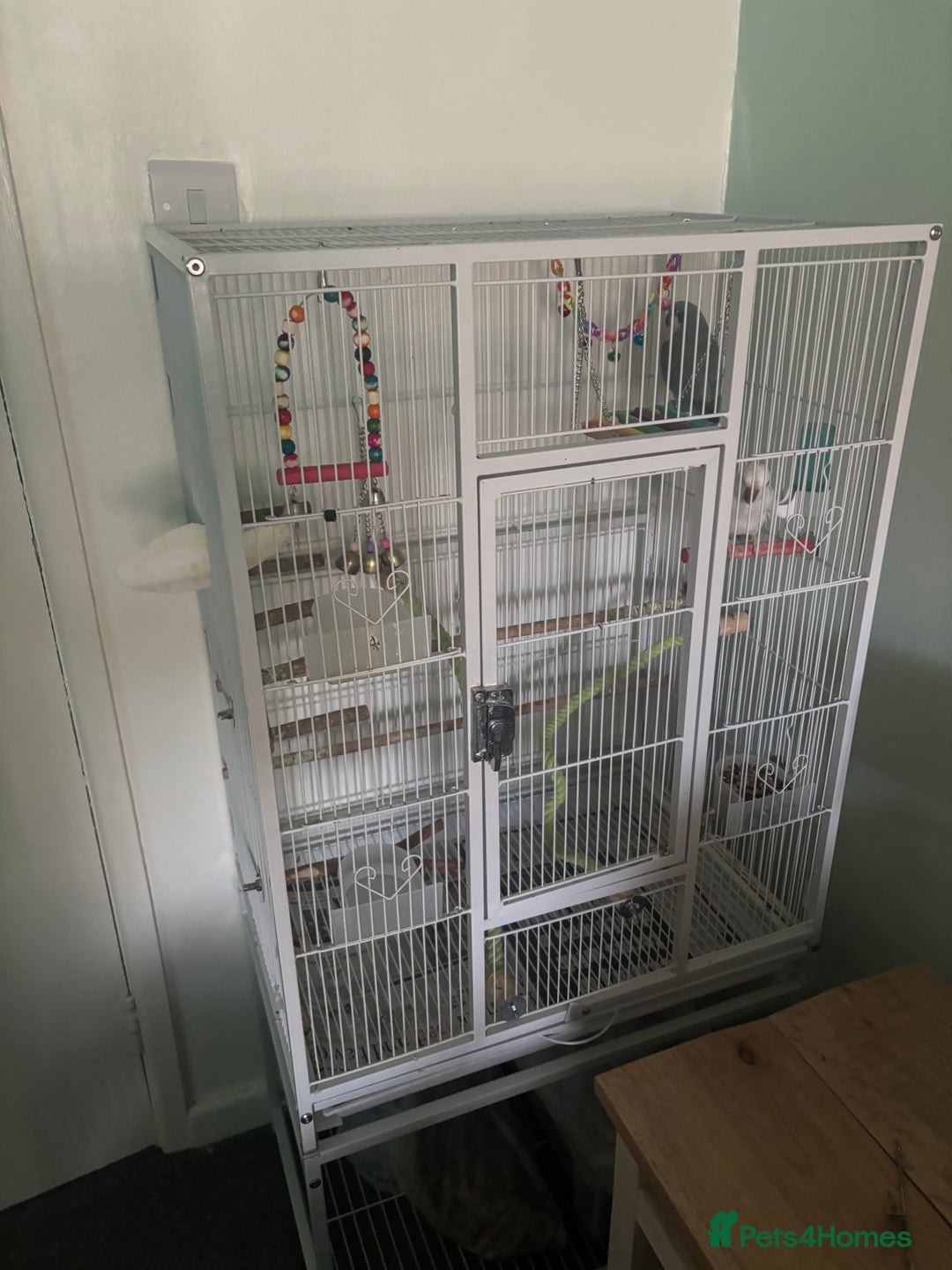 Parrots birds for sale: Quaker parrots  - Advert 2