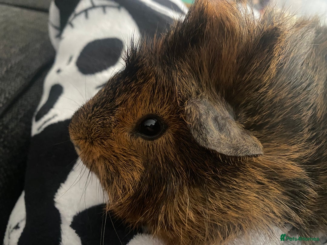 Guinea Pig rodents for sale: SOLO PIGGY FOREVER HOME🤎 - Advert 5