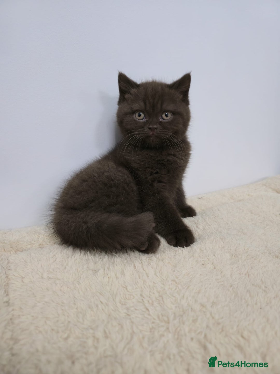 British Shorthair cats for sale: Gorgeous British Shorthair & Longhair Kittens - Advert 15