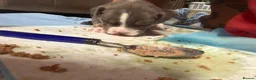 Mixed Breed dogs for sale: Mastiff x Staffy x American Bulldog in Milford Haven - Advert 3