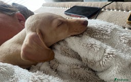 Dachshund dogs for sale: Miniature smooth haired cream dachshund puppy male - Image 4