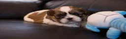 Shih Tzu dogs for sale: 3 Beautiful shih tzu puppies  in Newport - Advert 15