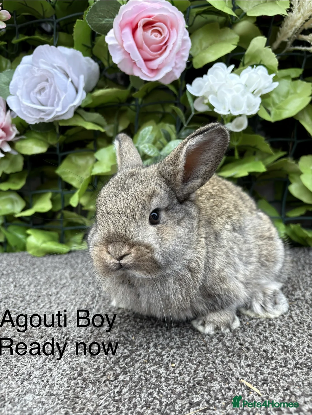 Mini Lop rabbits for sale: Adorable Mini Lop babies  - Advert 5