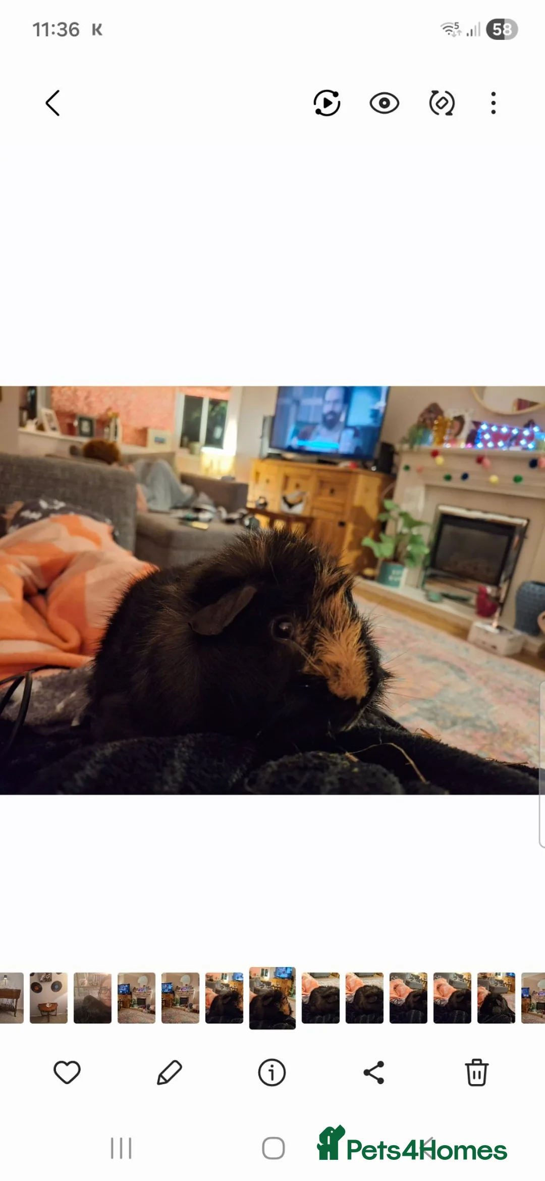 Guinea Pig rodents for sale: Single male guinea pig to a good home please! in Kettering - Advert 2