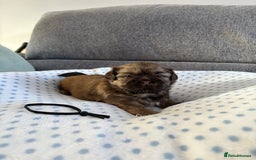 Shih Tzu dogs for sale: Shih tzu puppies - Image 5