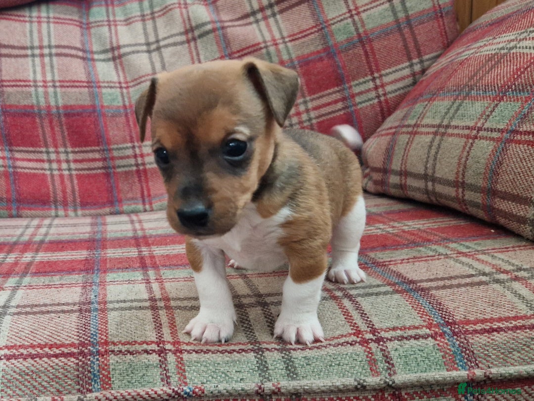 Jack Russell dogs for sale: Traditional Jack Russell Pups DNA Health Tested  - Image 25