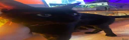 Domestic Shorthair cats for sale: Cat for sale - Advert 2