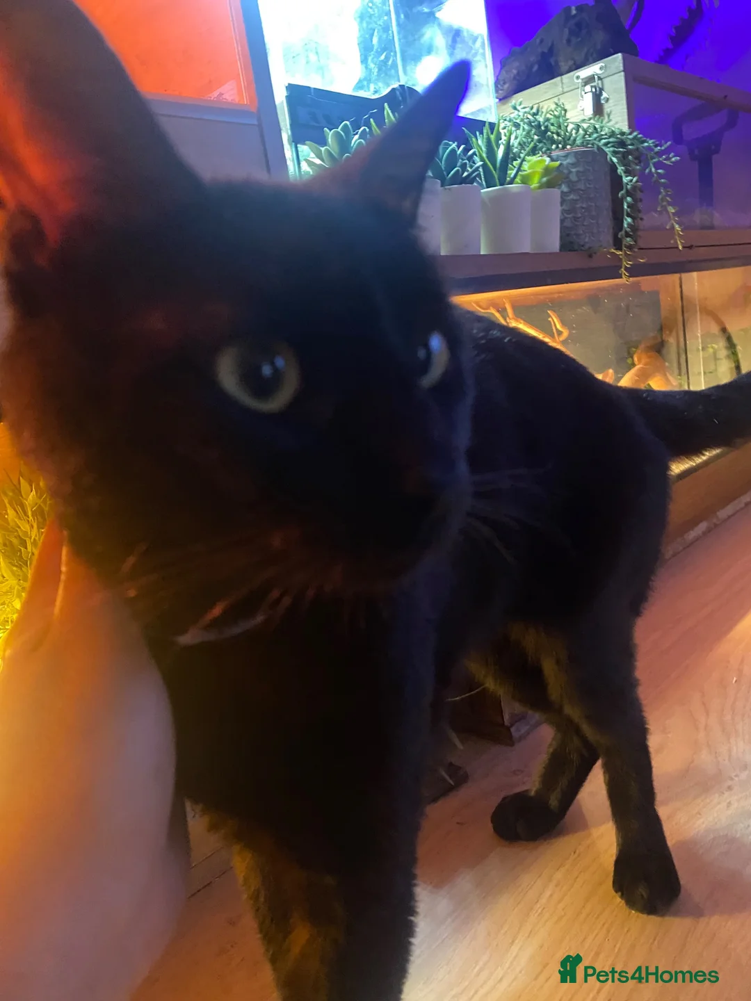 Domestic Shorthair cats for sale: Cat for sale - Advert 2