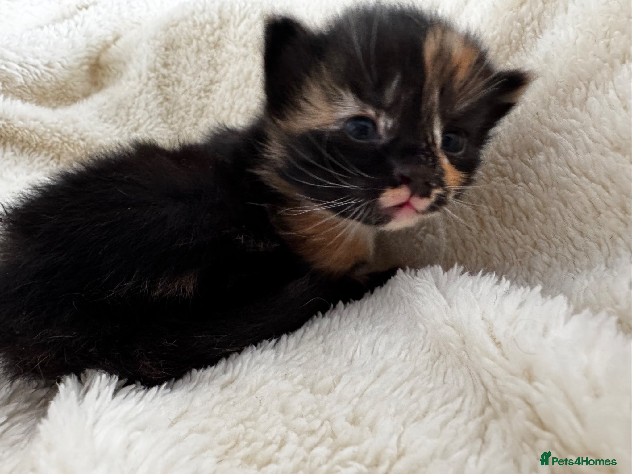Mixed Breed cats Female tortie shell kittens  - Advert 2