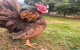 Chickens poultry for sale: Serama Cockerels Looking for New Homes - Image 2