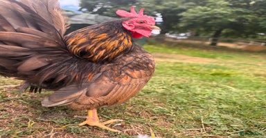 Chickens poultry - Advert 3