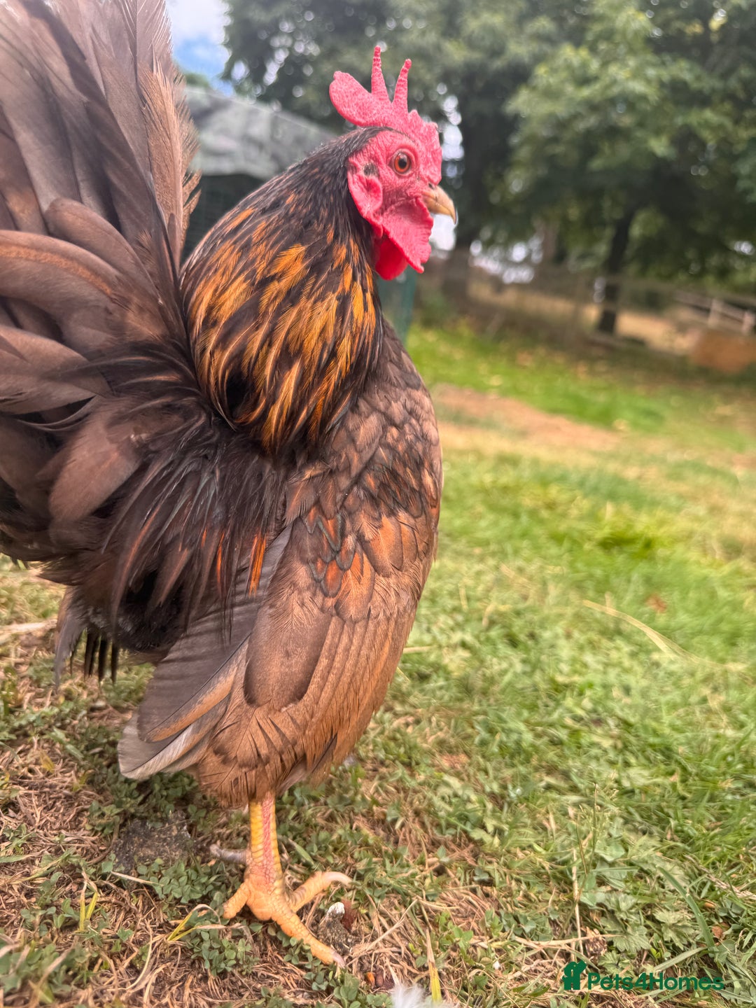 Chickens poultry for sale: Serama Cockerels Looking for New Homes - Image 2
