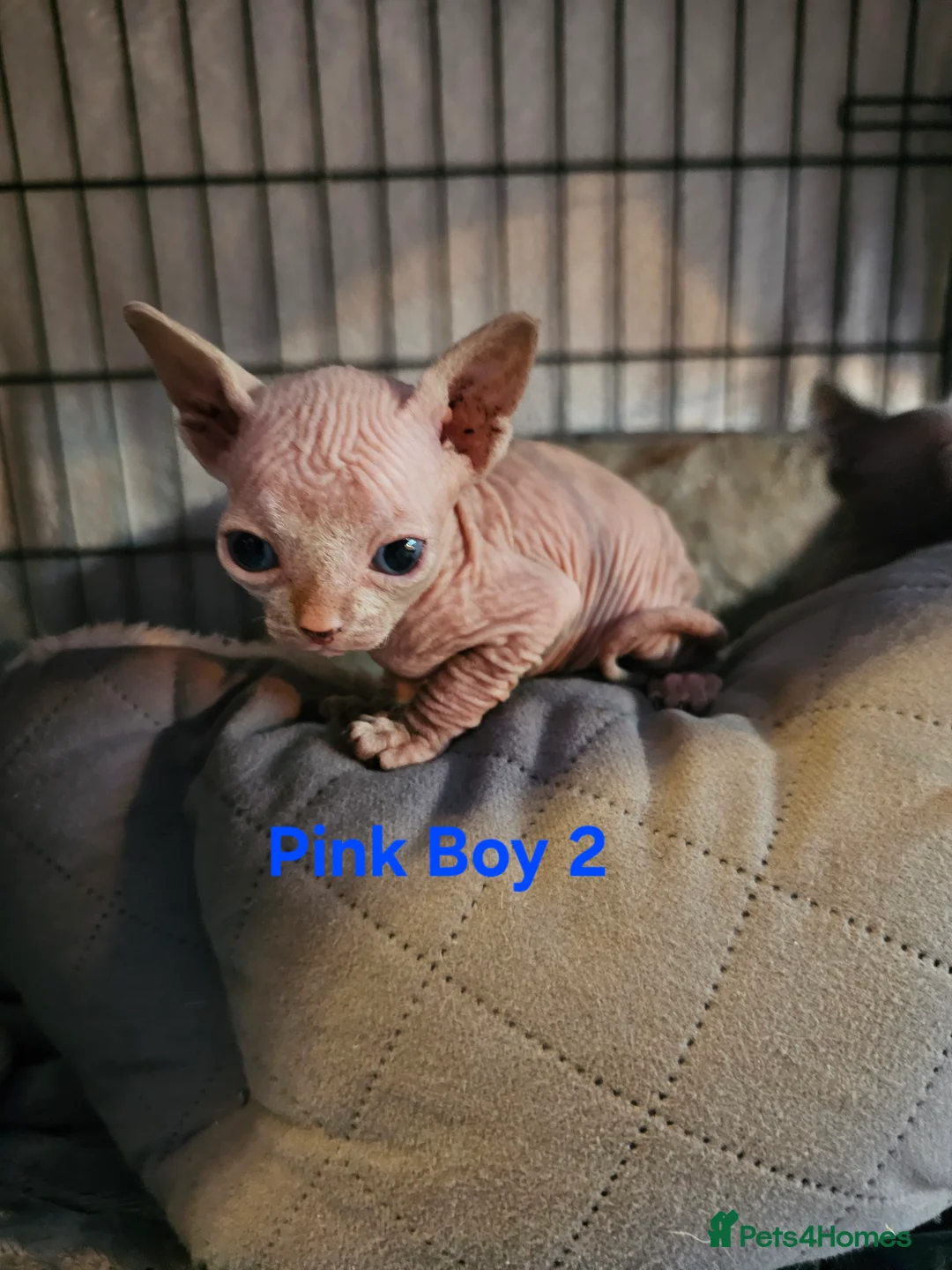 Sphynx cats for sale: Sphynx kittens  in Bargoed - Advert 1