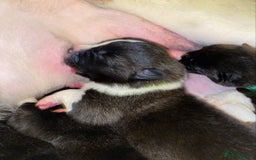 Akita dogs for sale: Beautiful American Akita Puppies  - Advert 11