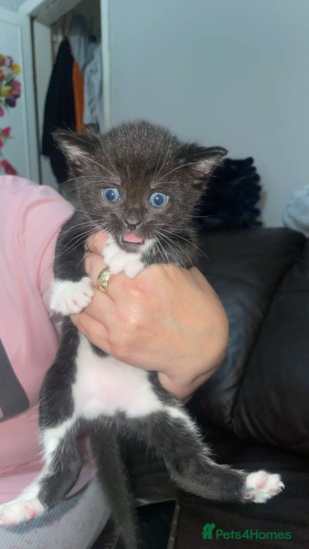 Mixed Breed cats for sale: Kittens for sale  - Advert 2