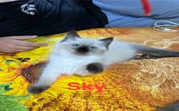 Ragdoll cats for sale: 🐈❤️5 Pure Ragdolls Waiting for Loving Family❗️❤️ - Image 17