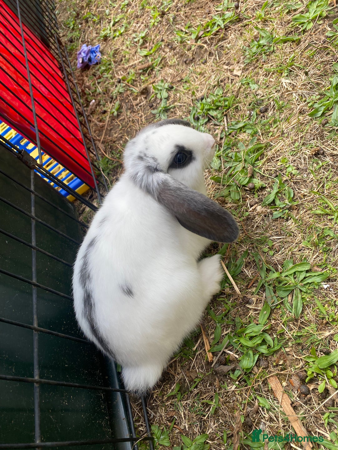 Mini Lop rabbits for sale: Marshmallow  - Image 5