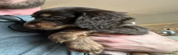 Cocker Spaniel dogs for sale: Beautiful Cocker Spaniel Puppies, Newton Aycliffe  in Newton Aycliffe - Advert 10