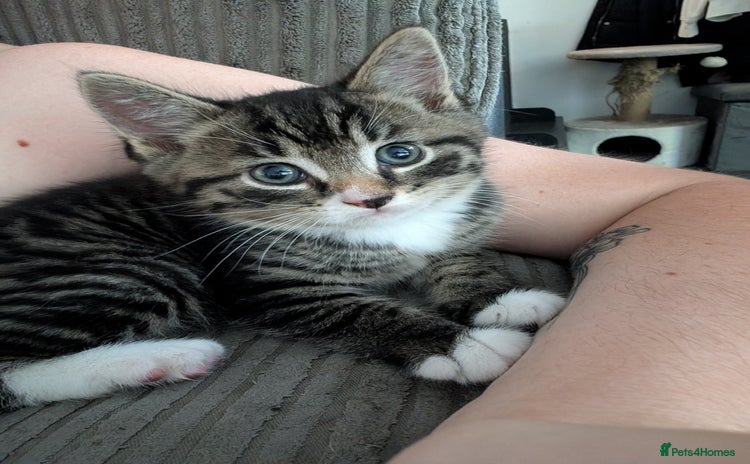Domestic Shorthair cats - Advert 2