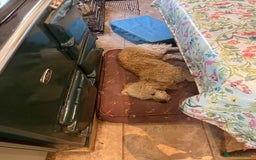 Bordoodle dogs for sale: BORDOODLE puppies DNA screened  - Advert 4