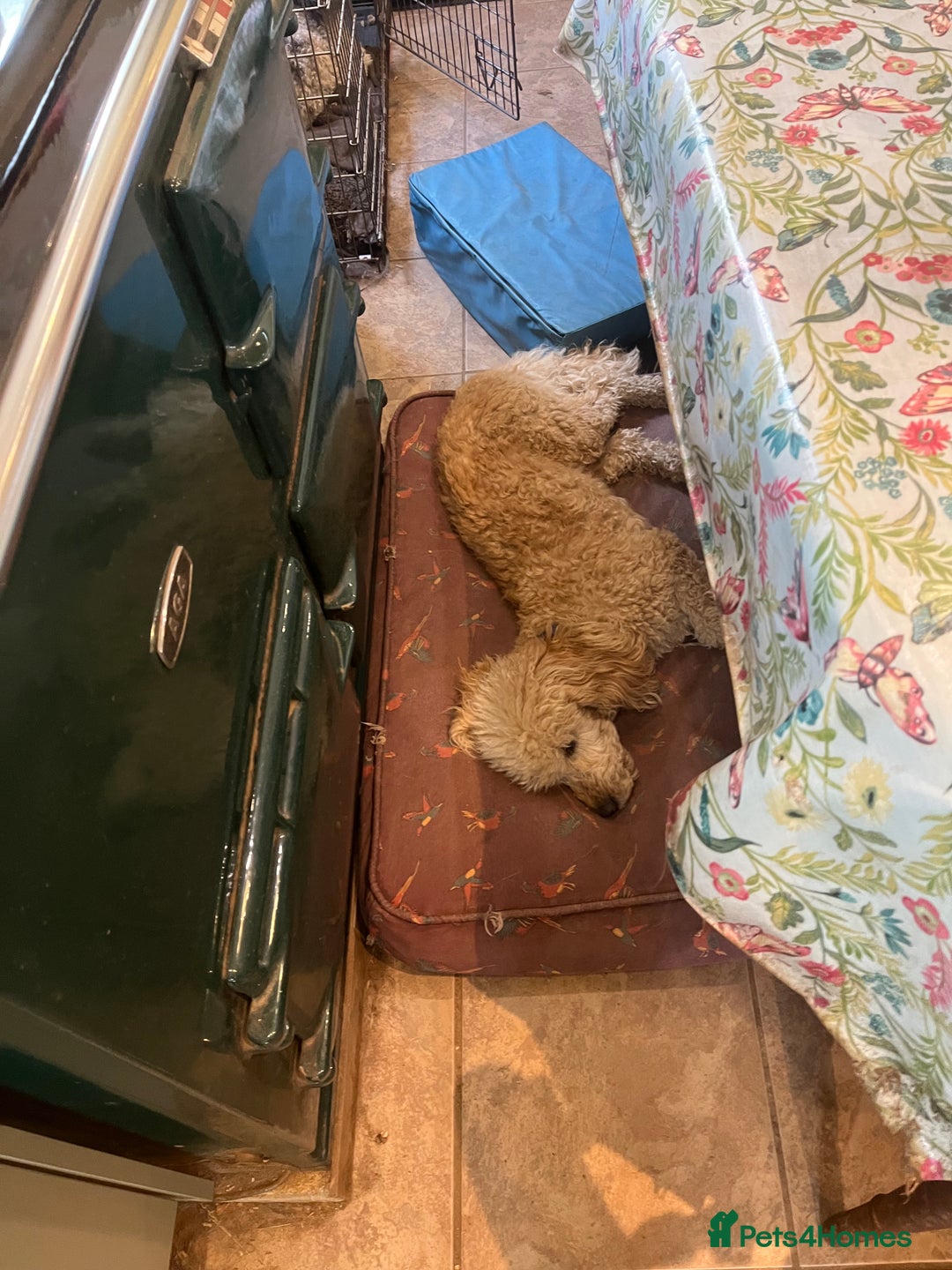 Bordoodle dogs for sale: BORDOODLE puppies DNA screened  - Advert 4