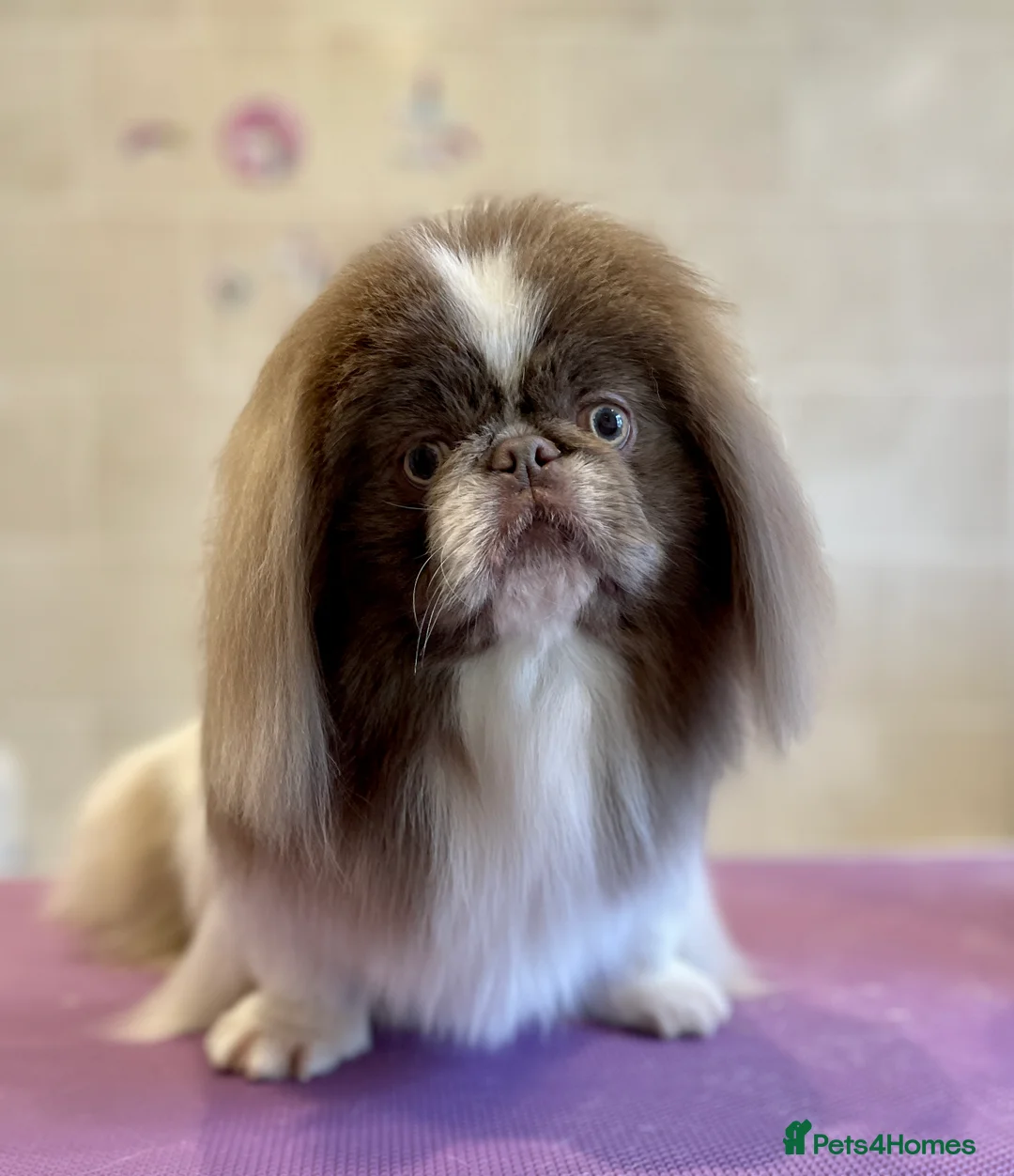 Pekingese dogs for stud: Lilac & white KC reg Pekingese for stud in Winchester - Advert 3