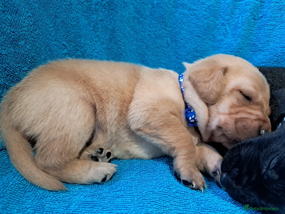 Labrador Retriever dogs for sale: Labrador Puppies - Advert 31