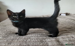 Bengal cats for sale: 3 black and 3 bengal kittens (1 male) - Image 6