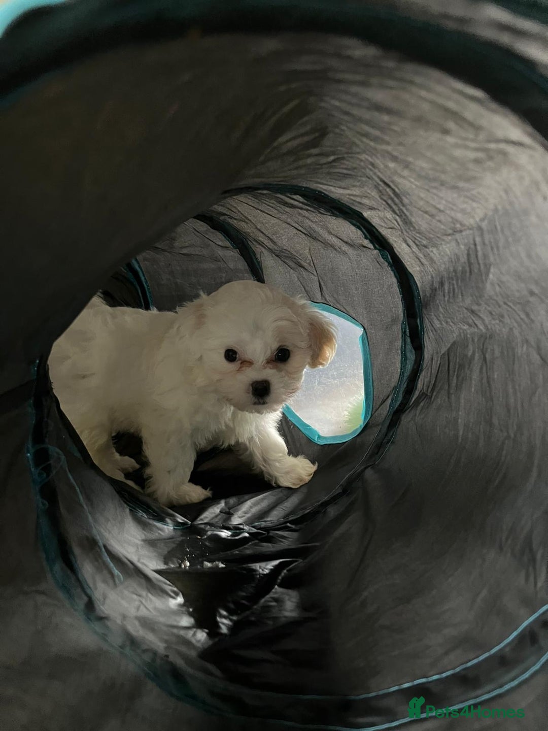 Mixed Breed dogs for sale: Two Gorgeous Puppies Remaining!  - Advert 6