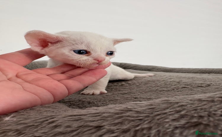 Devon Rex cats - Advert 2