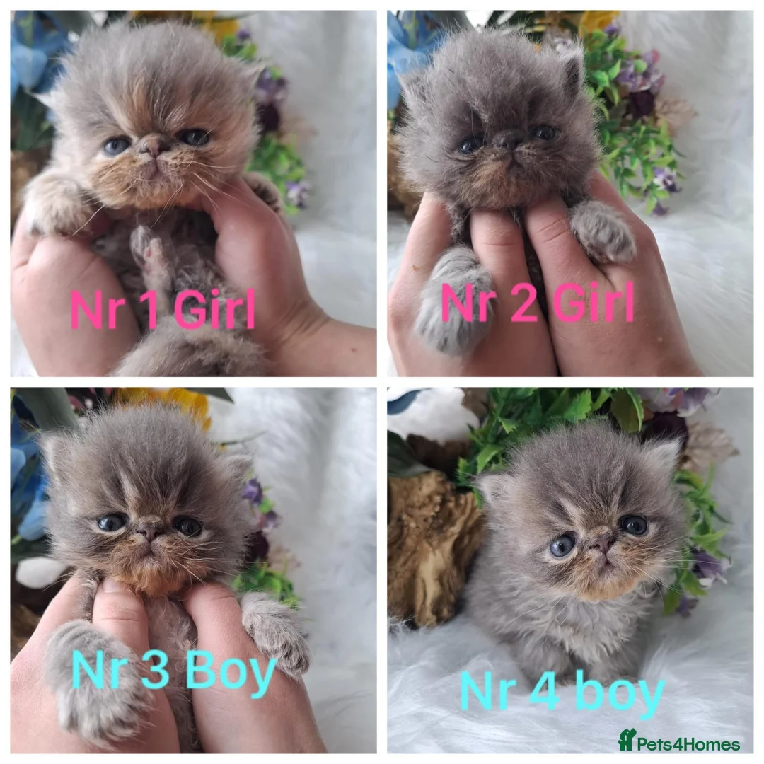 Persian cats for sale: Persian kittens  - Advert 1