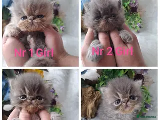 Persian cats Persian kittens - Advert 2