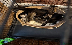 Mixed Breed cats for sale: Bengal cross kittens - Image 10