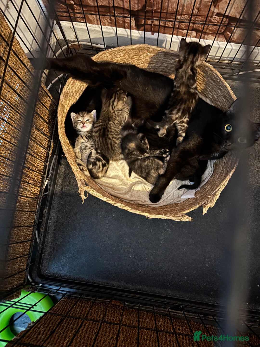 Mixed Breed cats for sale: Bengal cross kittens - Image 10