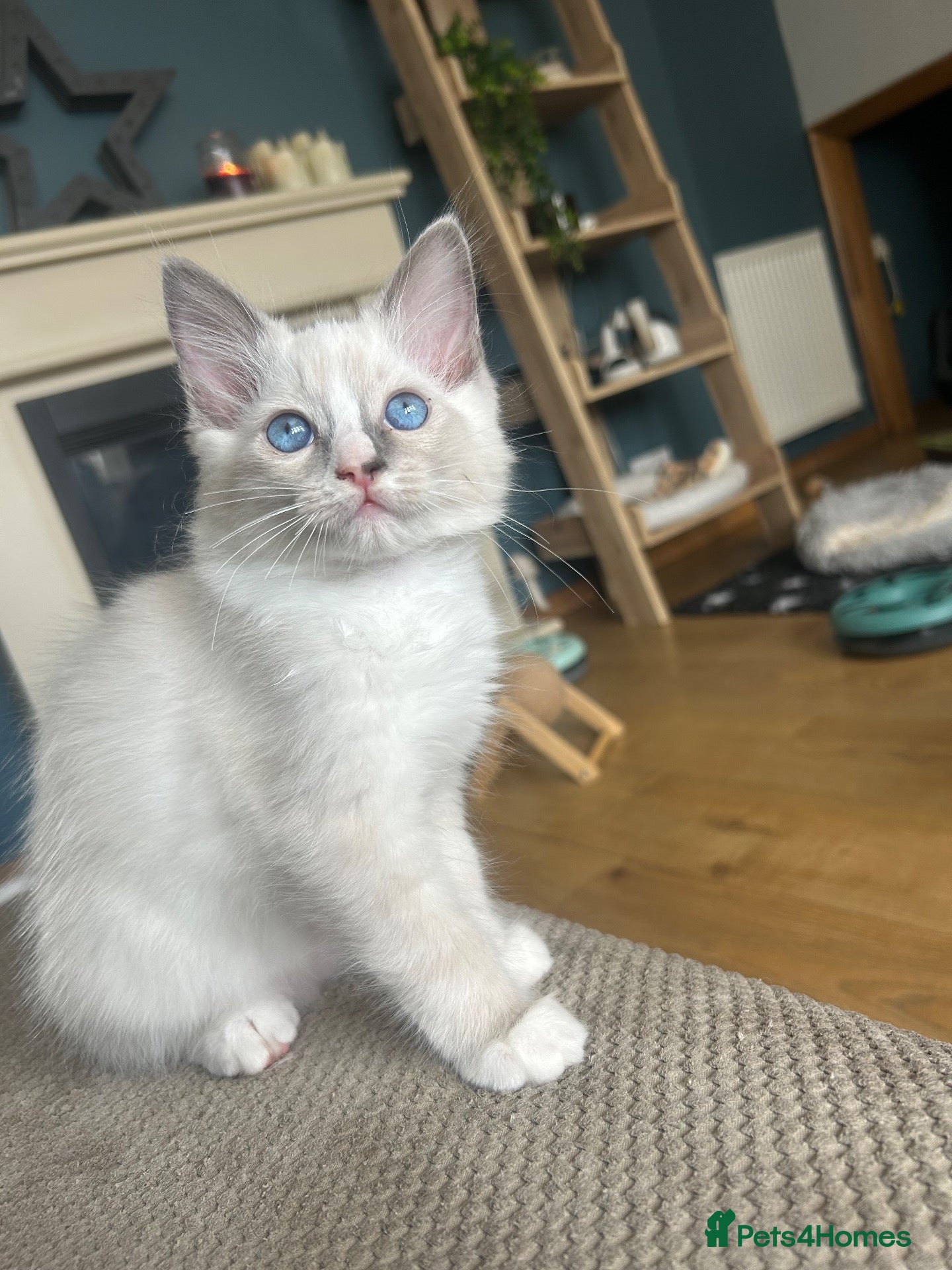Ragdoll cats GCCF Ragdoll - 1 boy left  - Advert 1