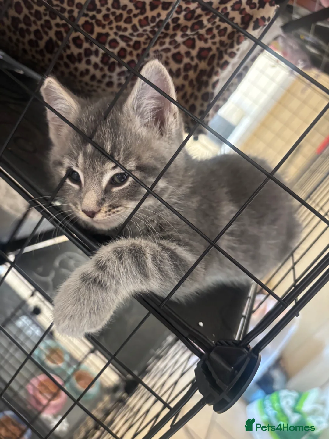 Mixed Breed cats for sale: Grey boy - Advert 2