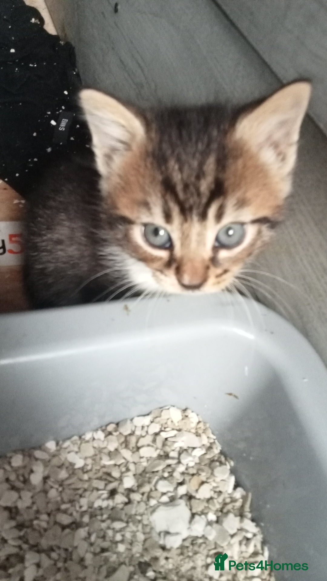 Mixed Breed cats for sale: Furry friends  - Advert 6
